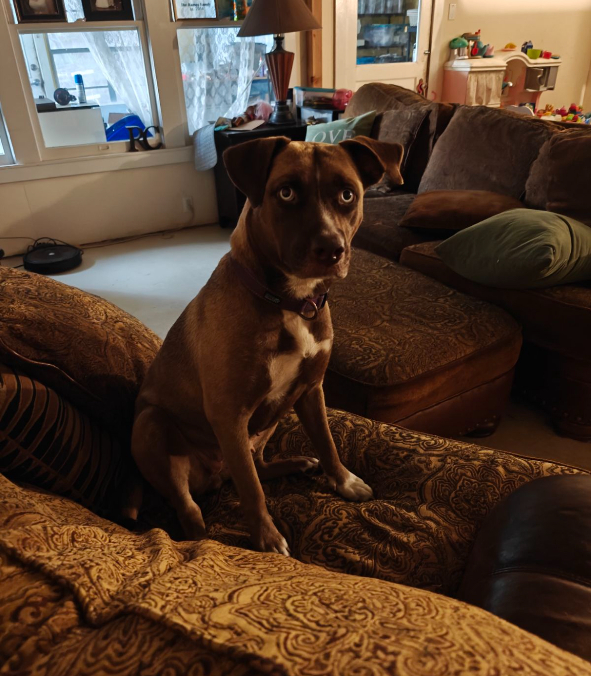 Dog for adoption Bailey, a Labrador Retriever & American