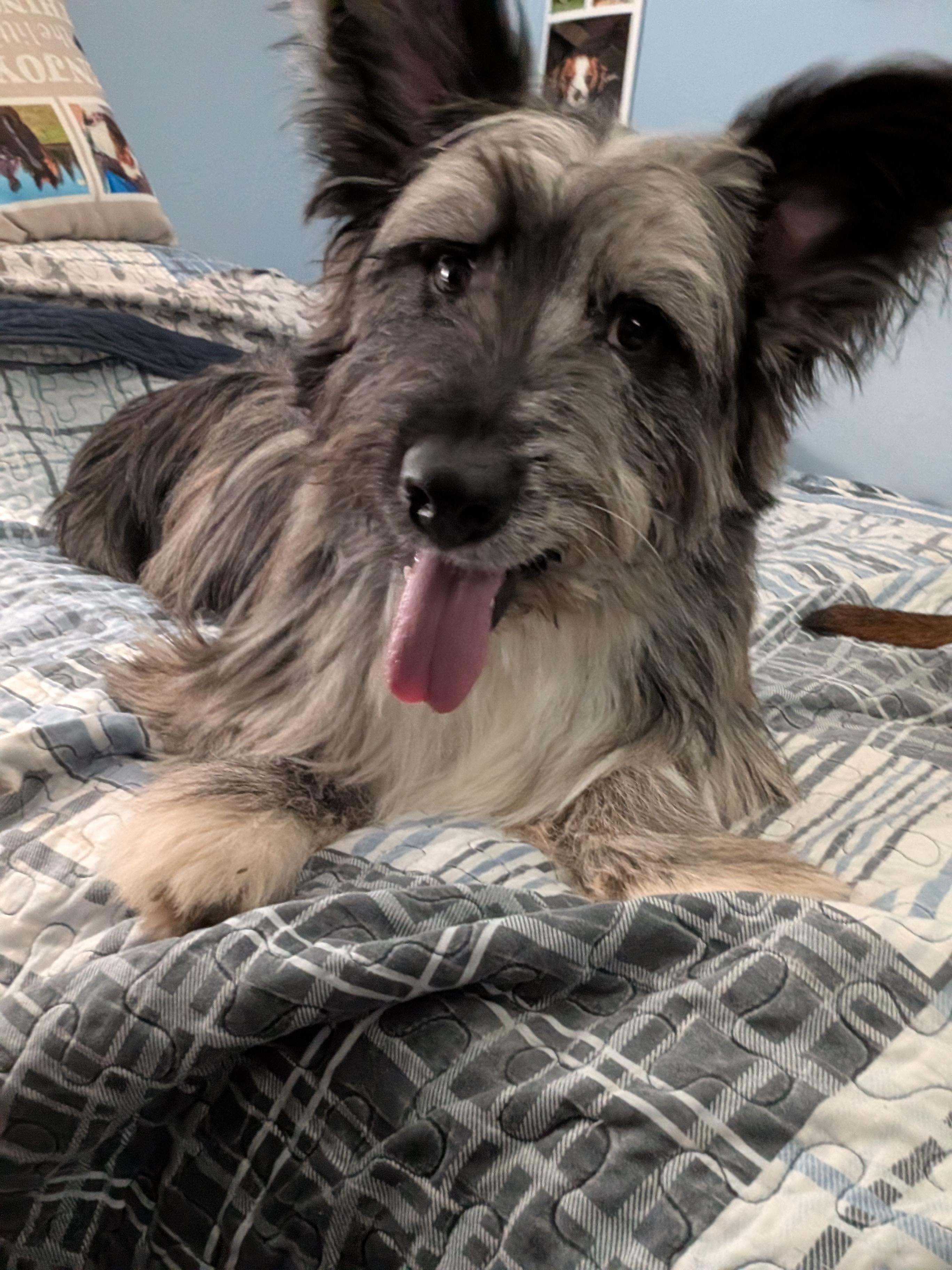 Enlarge Blu, an adopted mixed breed in Owen Sound, ON image 2/4