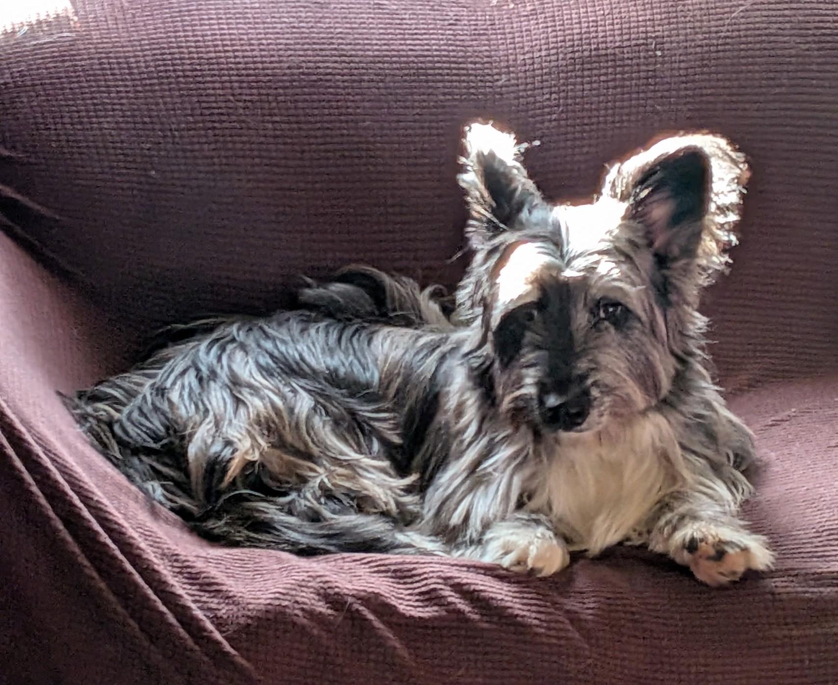 Enlarge Blu, an adopted mixed breed in Owen Sound, ON image 4/4