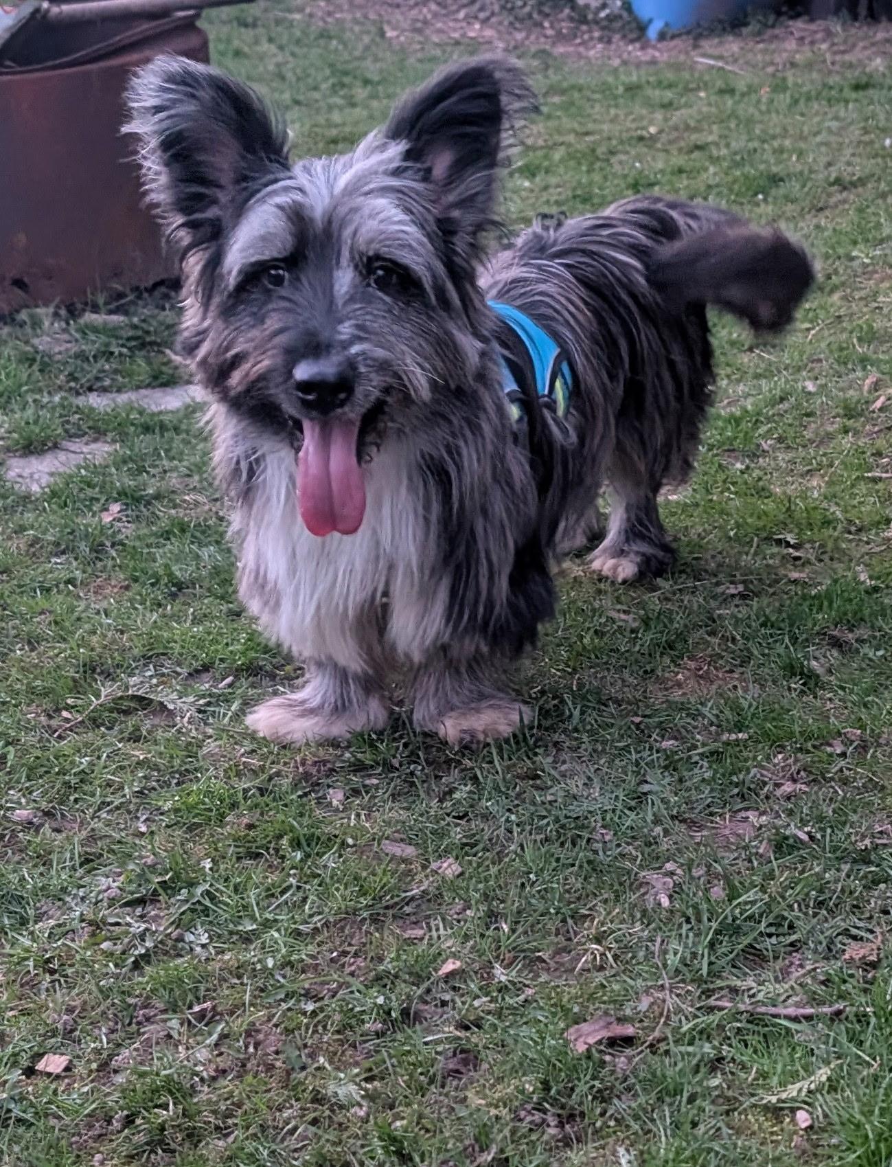 Enlarge Blu, an adopted mixed breed in Owen Sound, ON image 1/4