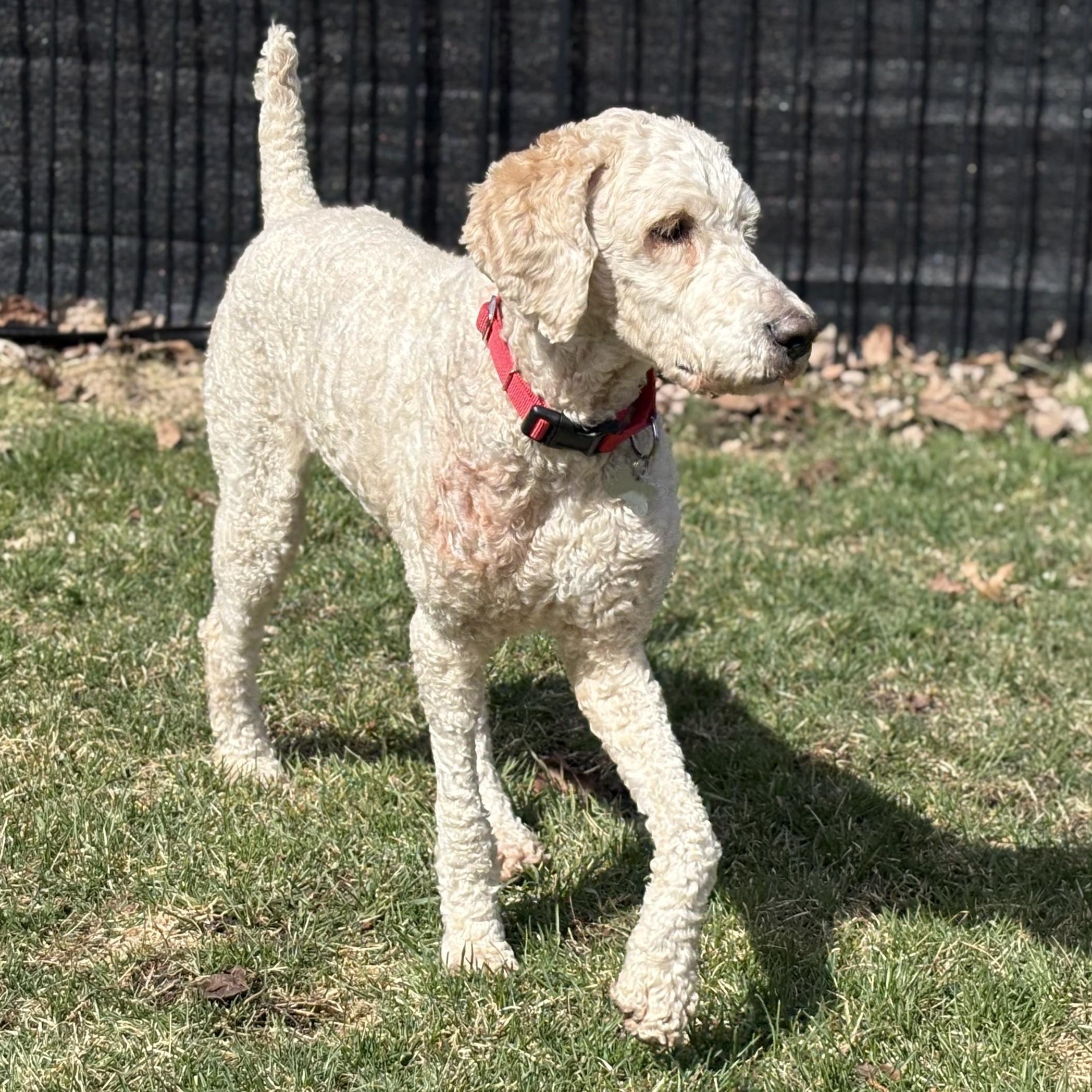 Enlarge Creme Brulee, an adoptable mixed breed in Palatine, IL image 5/6