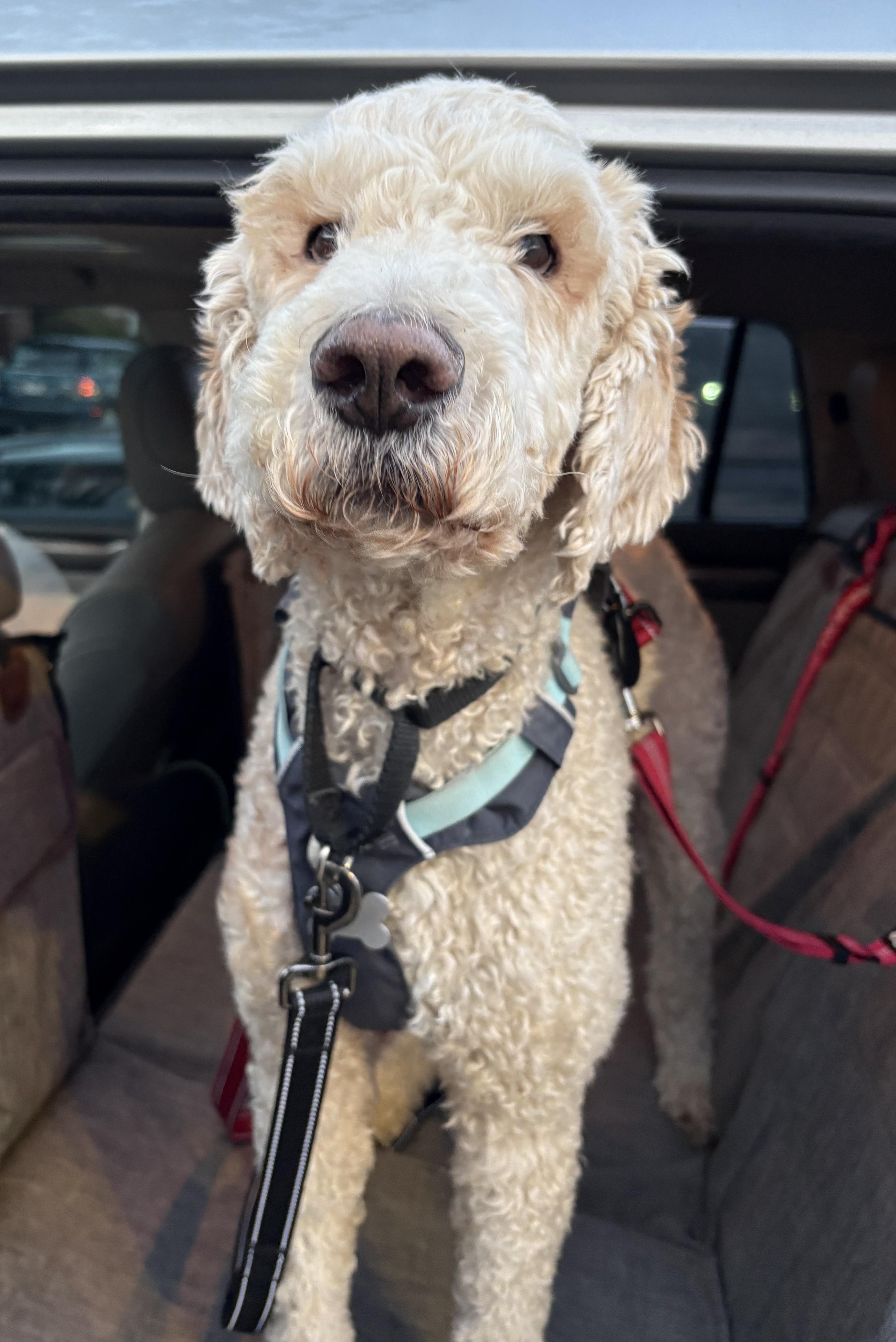 Enlarge Creme Brulee, an adoptable mixed breed in Palatine, IL image 3/6