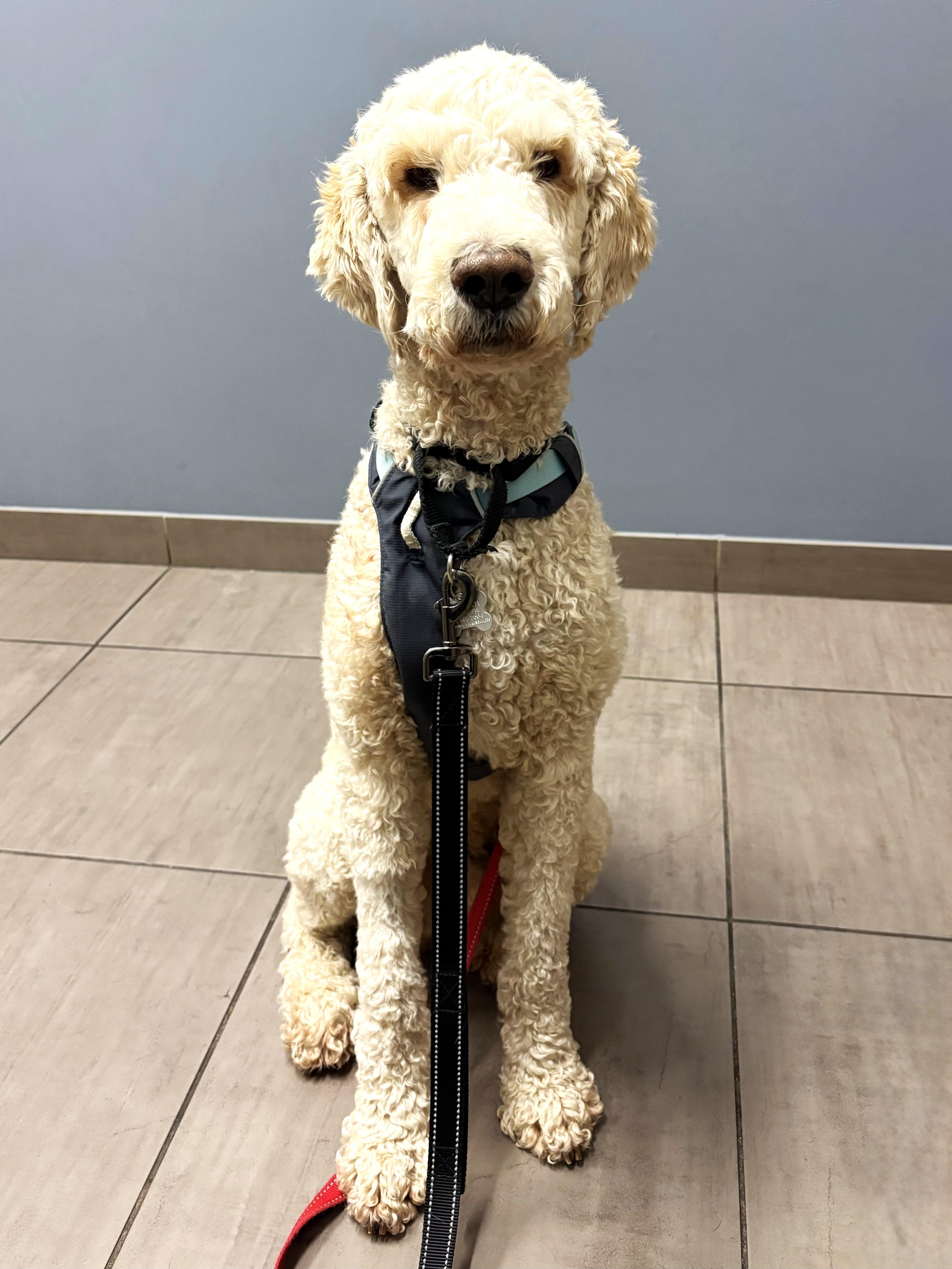 Enlarge Creme Brulee, an adoptable mixed breed in Palatine, IL image 6/6