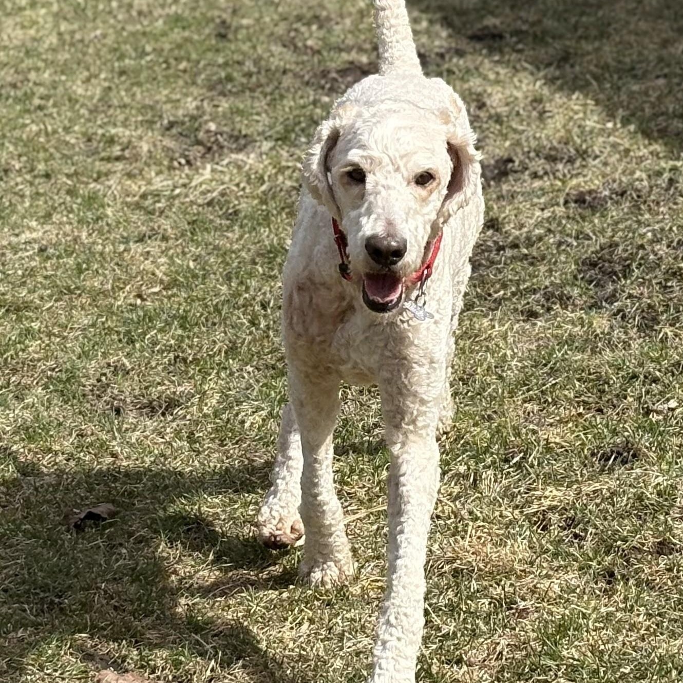 Enlarge Creme Brulee, an adoptable mixed breed in Palatine, IL image 2/6