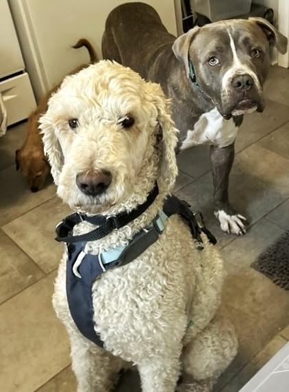 Enlarge Creme Brulee, an adoptable mixed breed in Palatine, IL image 4/6