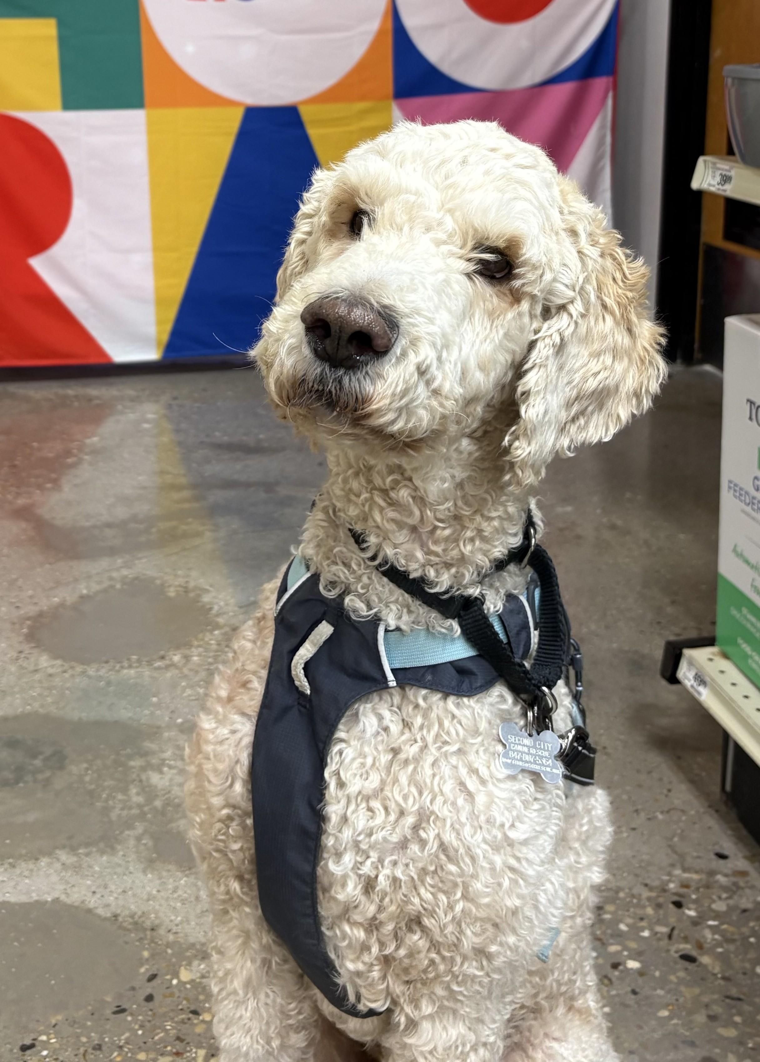 Creme Brulee, adoptable, Adult Male Poodle & Mixed Breed.