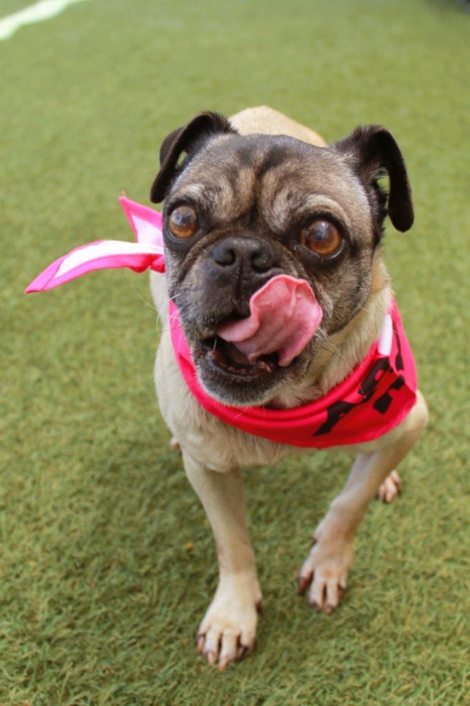 Tinsley, Adoptable, Senior Female Pug.
