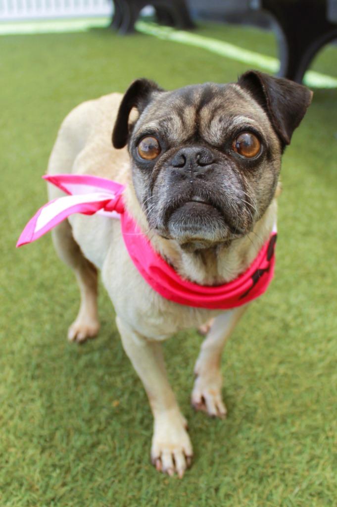 Enlarge Tinsley, a Adoptable Pug in Gardena, CA image 2/6