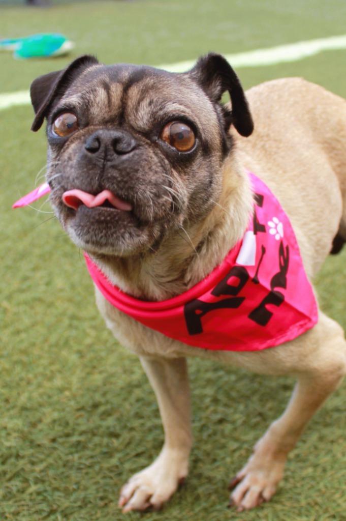 Enlarge Tinsley, a Adoptable Pug in Gardena, CA image 3/6