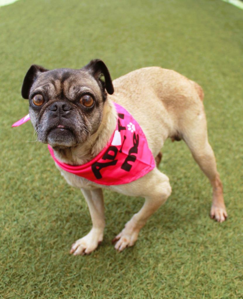Enlarge Tinsley, a Adoptable Pug in Gardena, CA image 4/6