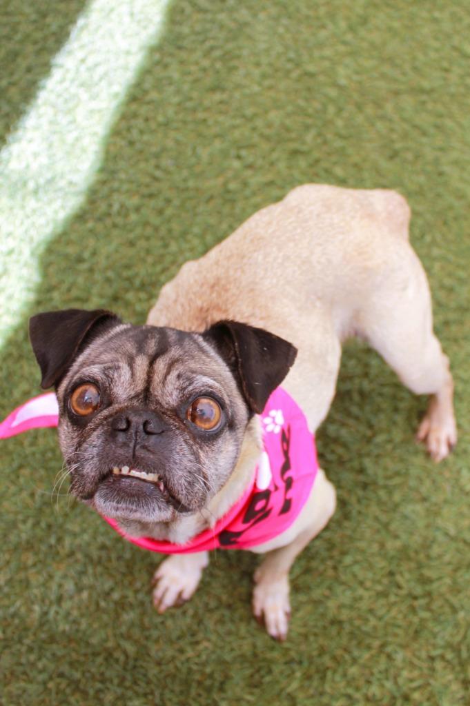 Enlarge Tinsley, a Adoptable Pug in Gardena, CA image 5/6