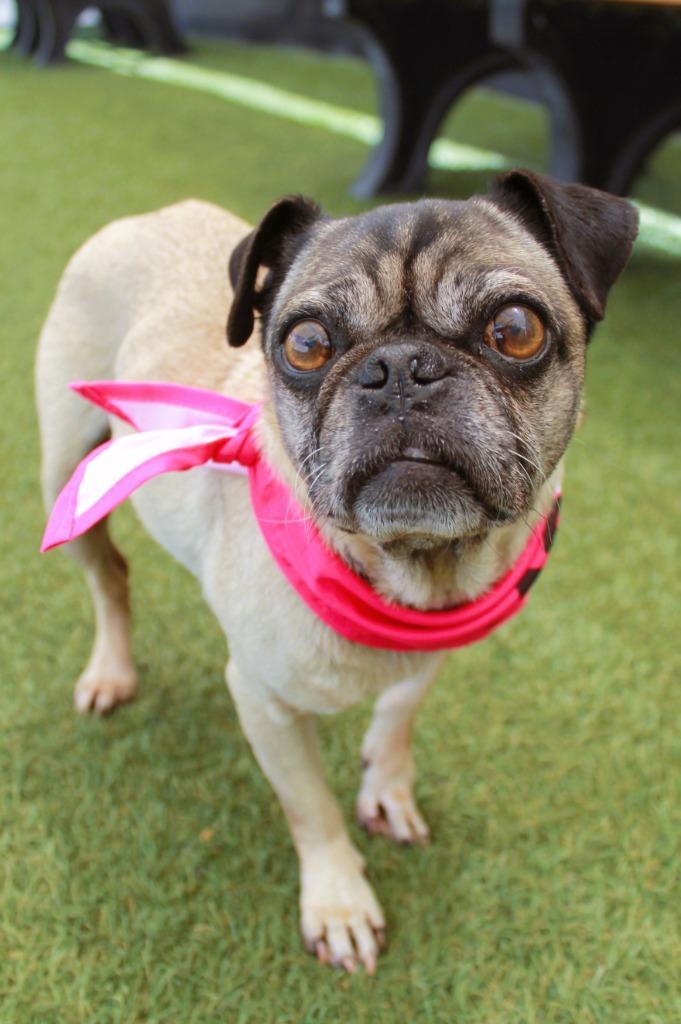 Enlarge Tinsley, a Adoptable Pug in Gardena, CA image 6/6