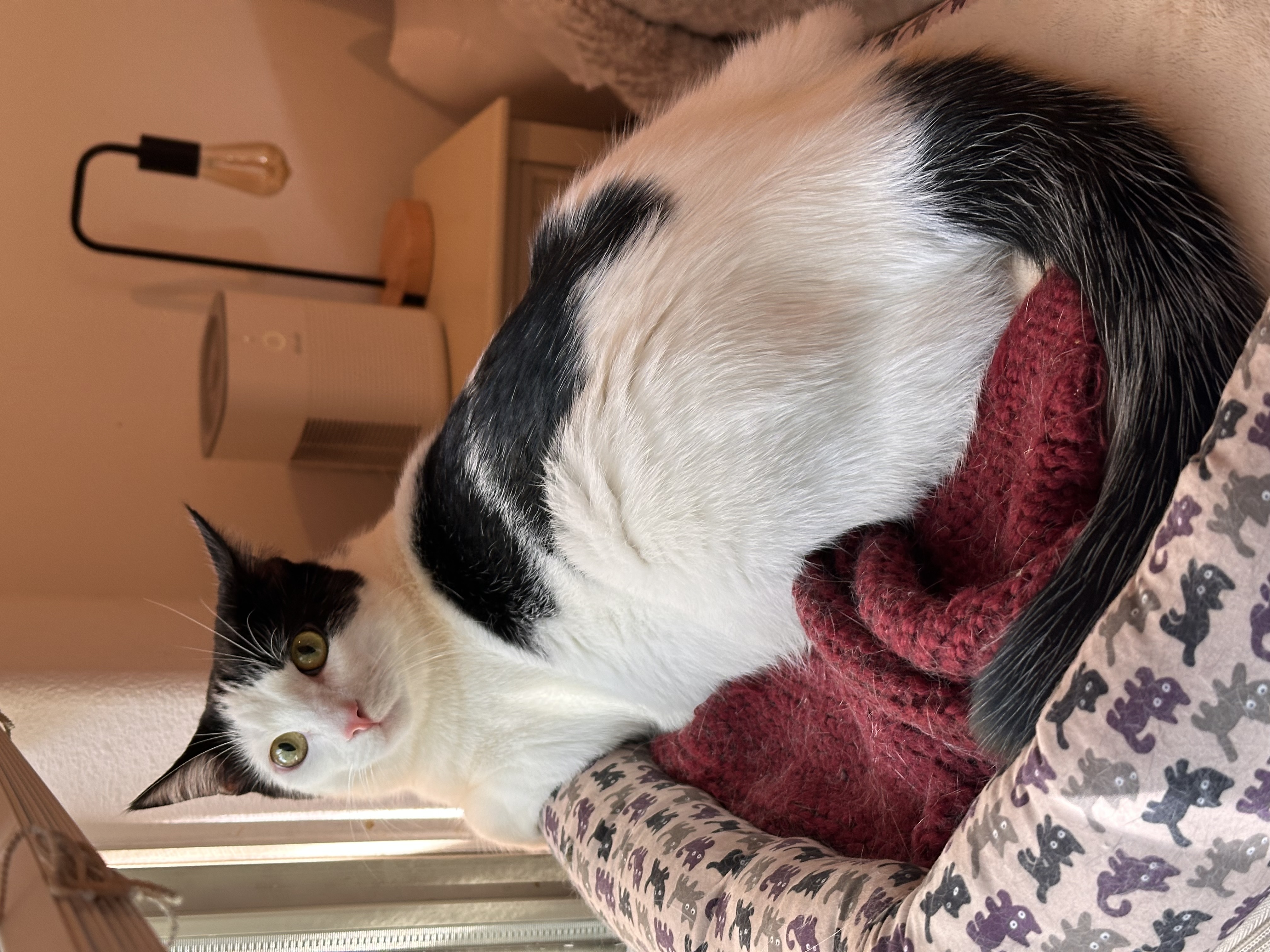 Enlarge Figaro, a Adopted Domestic Short Hair in Visalia, CA image 3/6