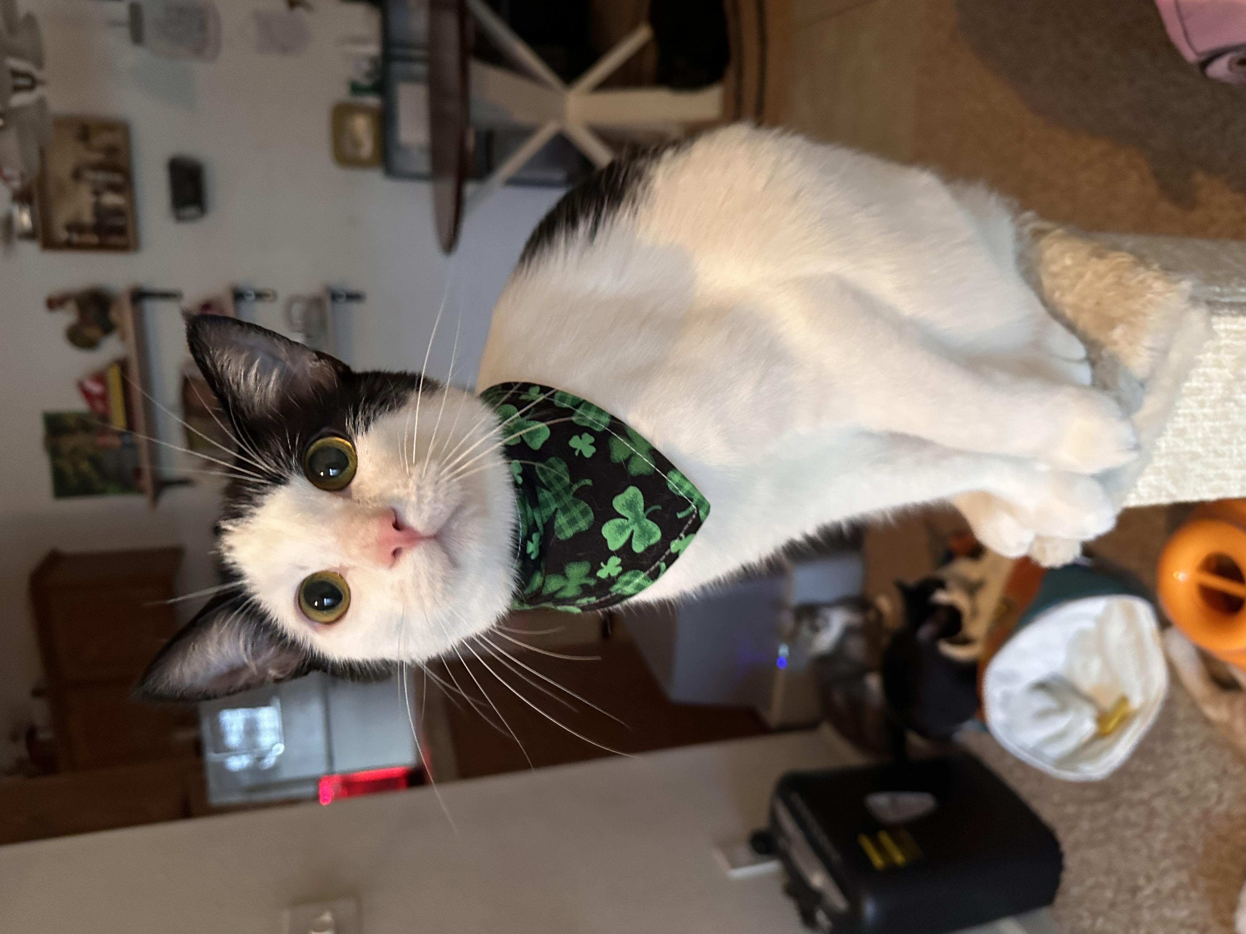 Enlarge Figaro, a Adopted Domestic Short Hair in Visalia, CA image 5/6