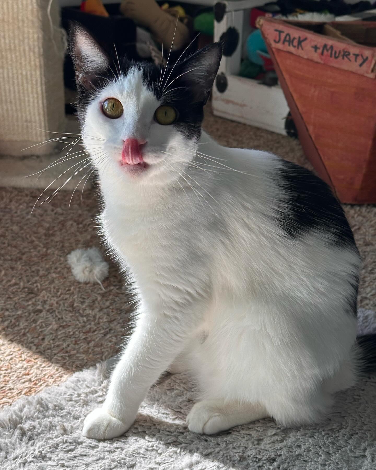 Enlarge Figaro, a Adopted Domestic Short Hair in Visalia, CA image 4/6