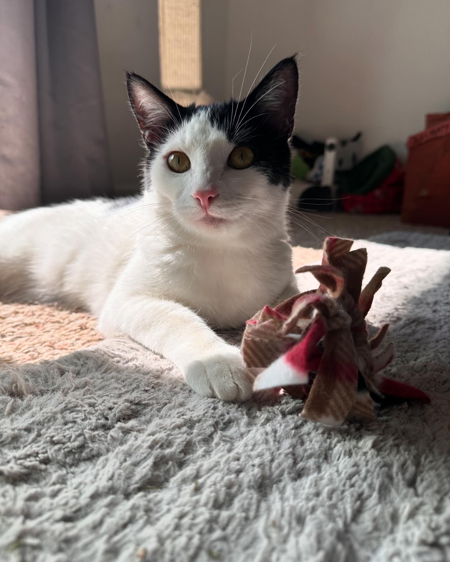 Enlarge Figaro, a Adopted Domestic Short Hair in Visalia, CA image 6/6