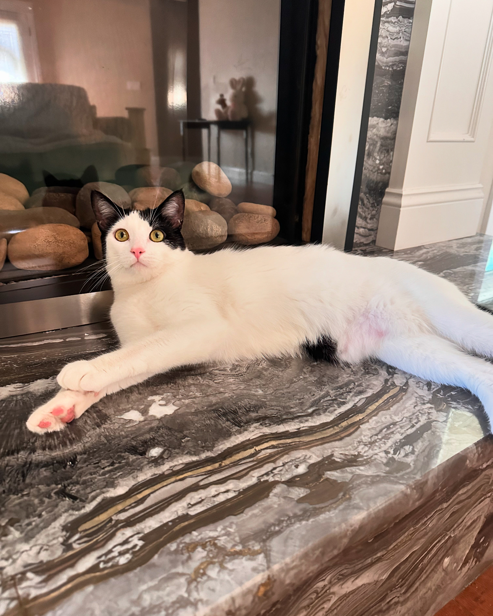 Enlarge Figaro, a Adopted Domestic Short Hair in Visalia, CA image 1/6