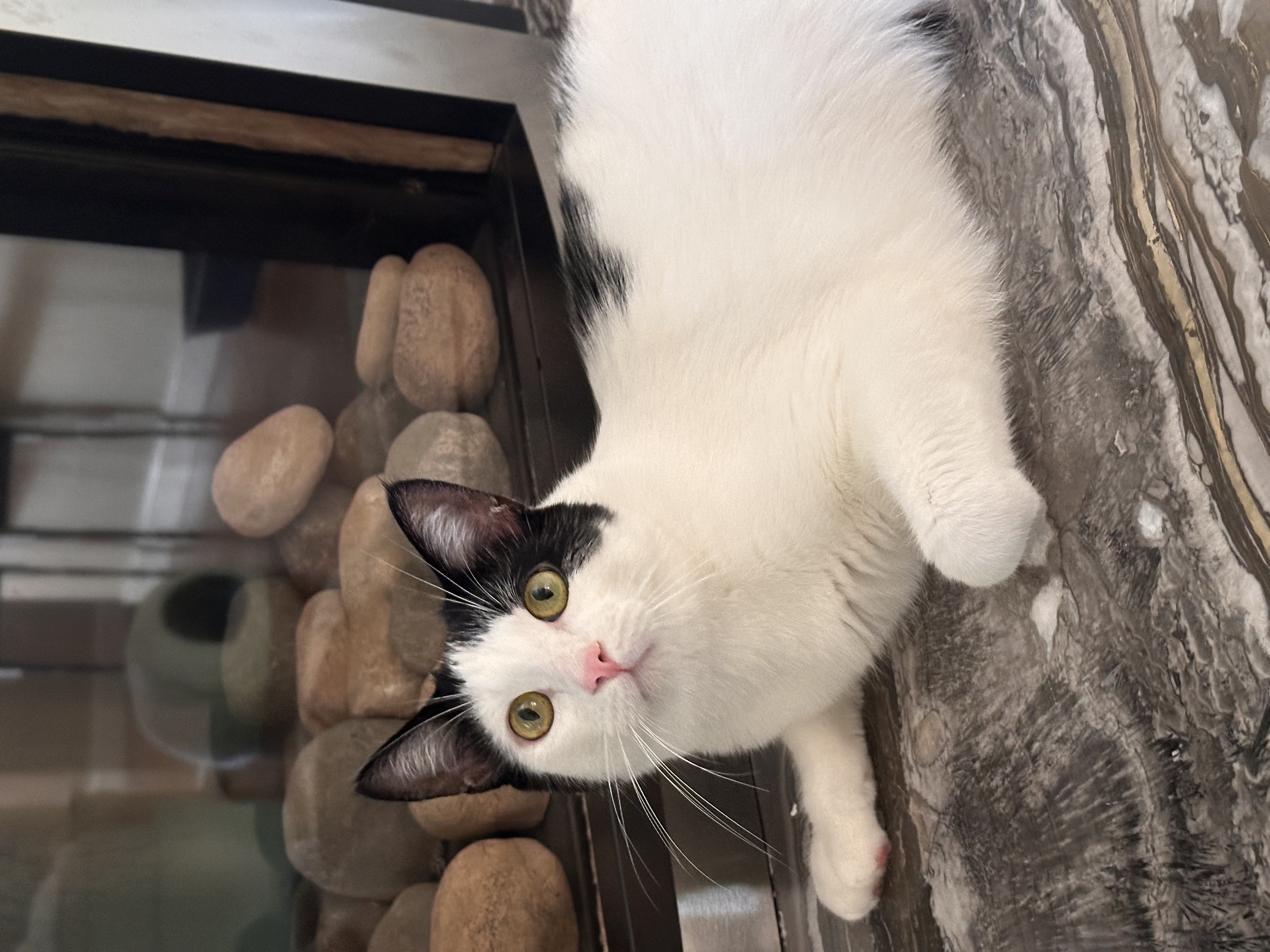 Enlarge Figaro, a Adopted Domestic Short Hair in Visalia, CA image 2/6