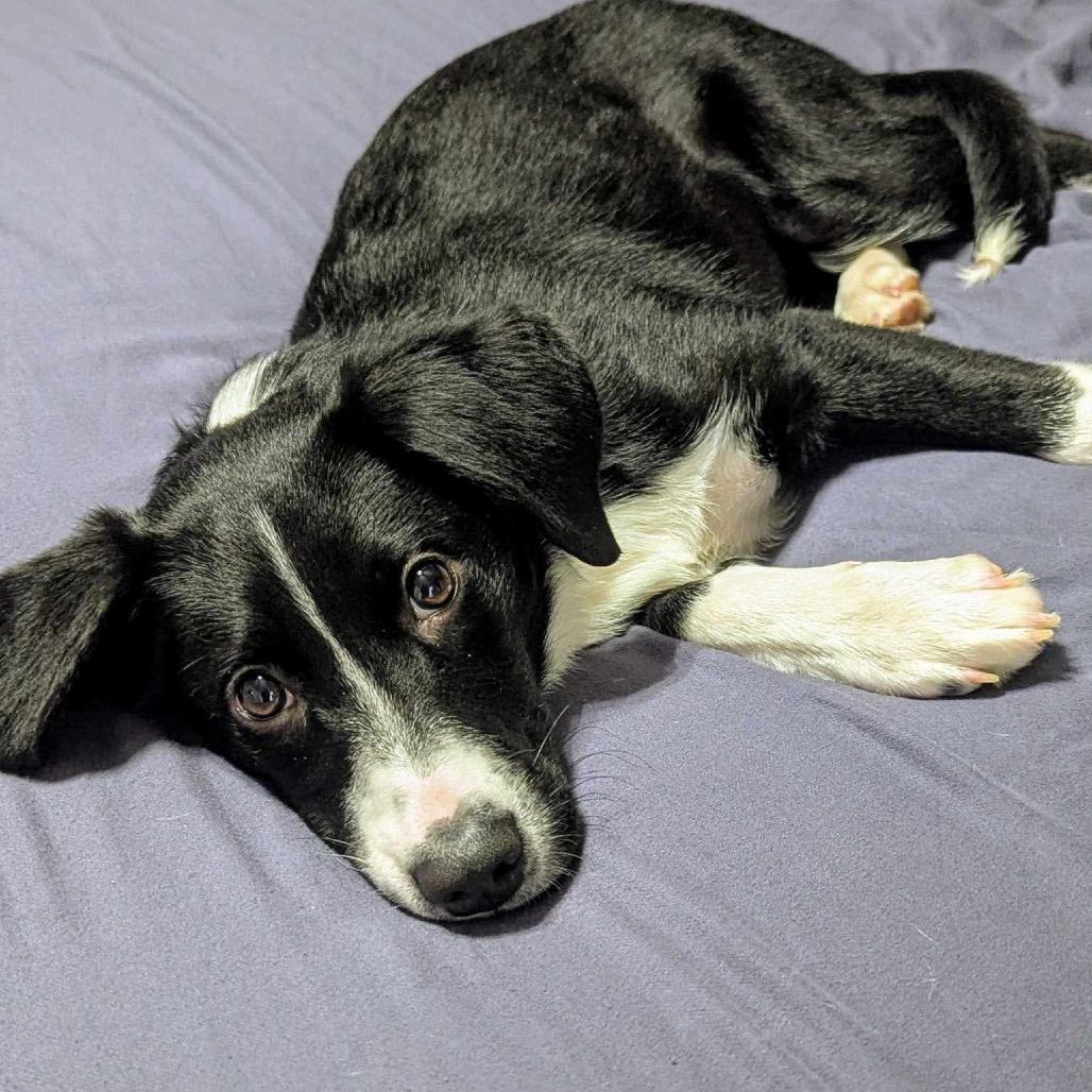 Twig, Adoptable, Young Female Mixed Breed.