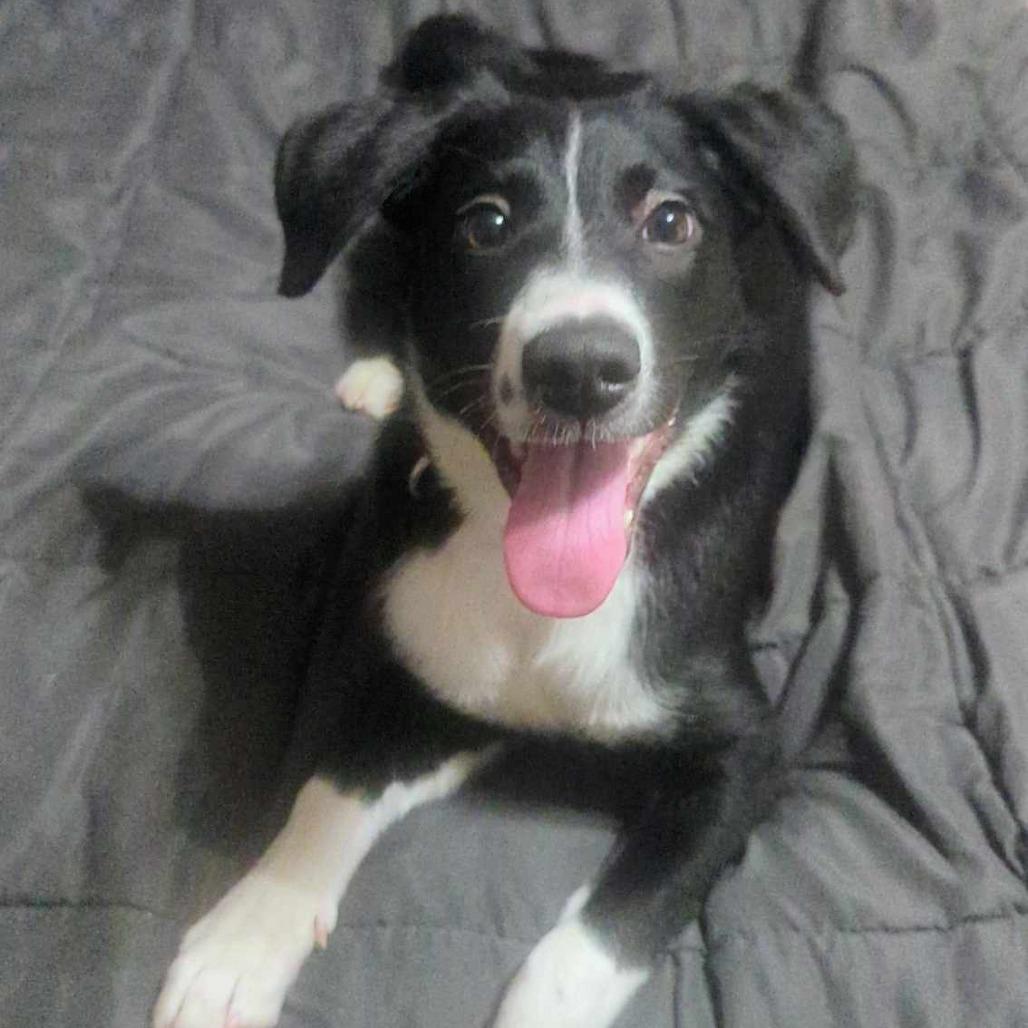 Enlarge Twig, a Adoptable Mixed Breed in Jackson, MO image 3/3