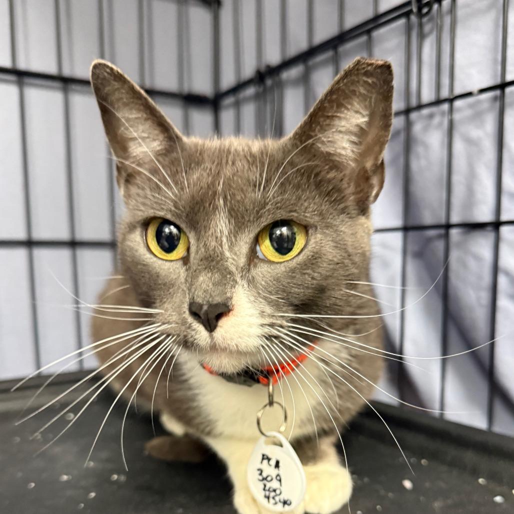 Squash, Adoptable, Young Female Domestic Short Hair.