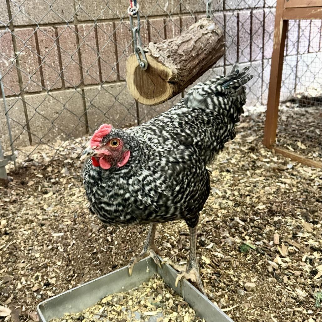 Enlarge Mozart, a Adoptable Chicken in Henderson, NV image 1/3