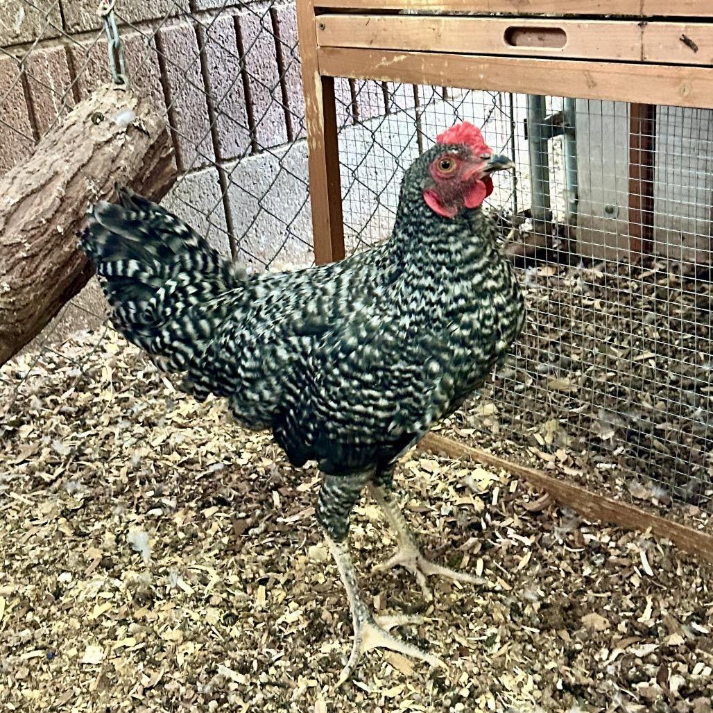 Enlarge Mozart, a Adoptable Chicken in Henderson, NV image 2/3