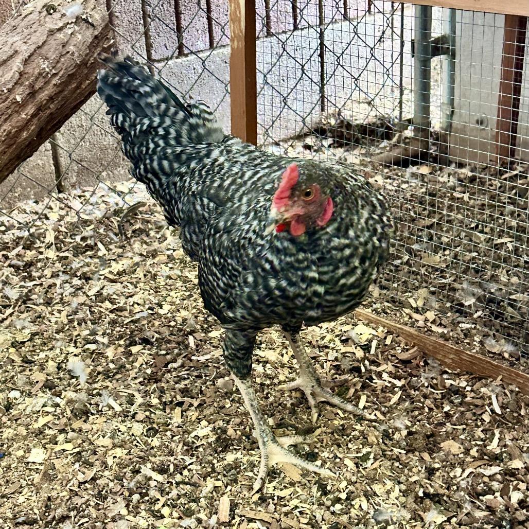 Enlarge Mozart, a Adoptable Chicken in Henderson, NV image 3/3