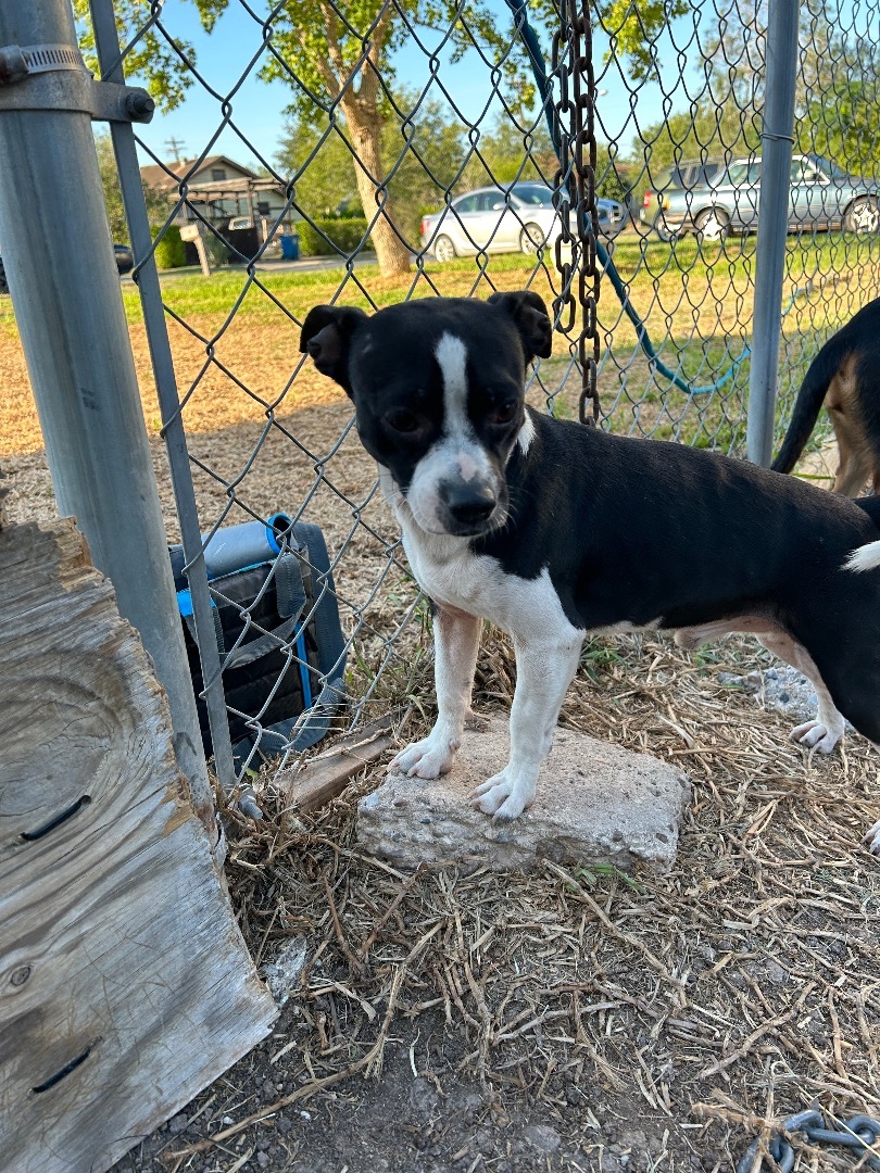 Stellan, Adopted, Young Male Boston Terrier & Chihuahua.