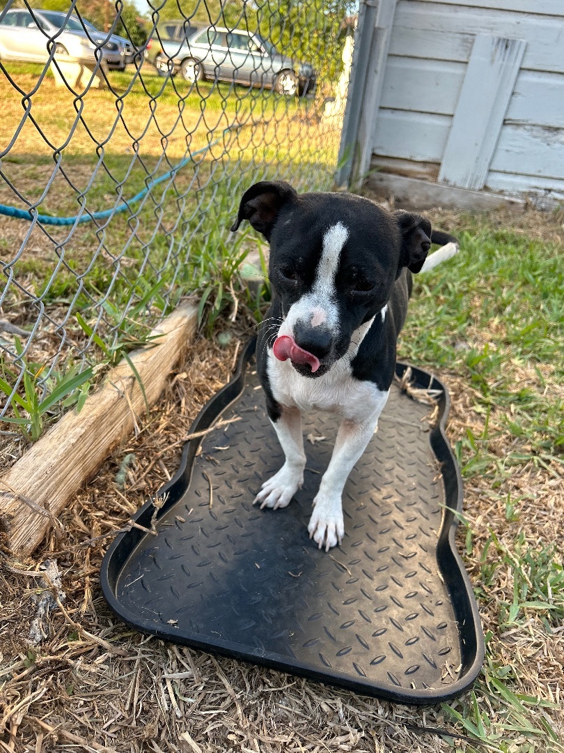 Stellan, a Adopted mixed breed in Harlingen, TX image 2/3