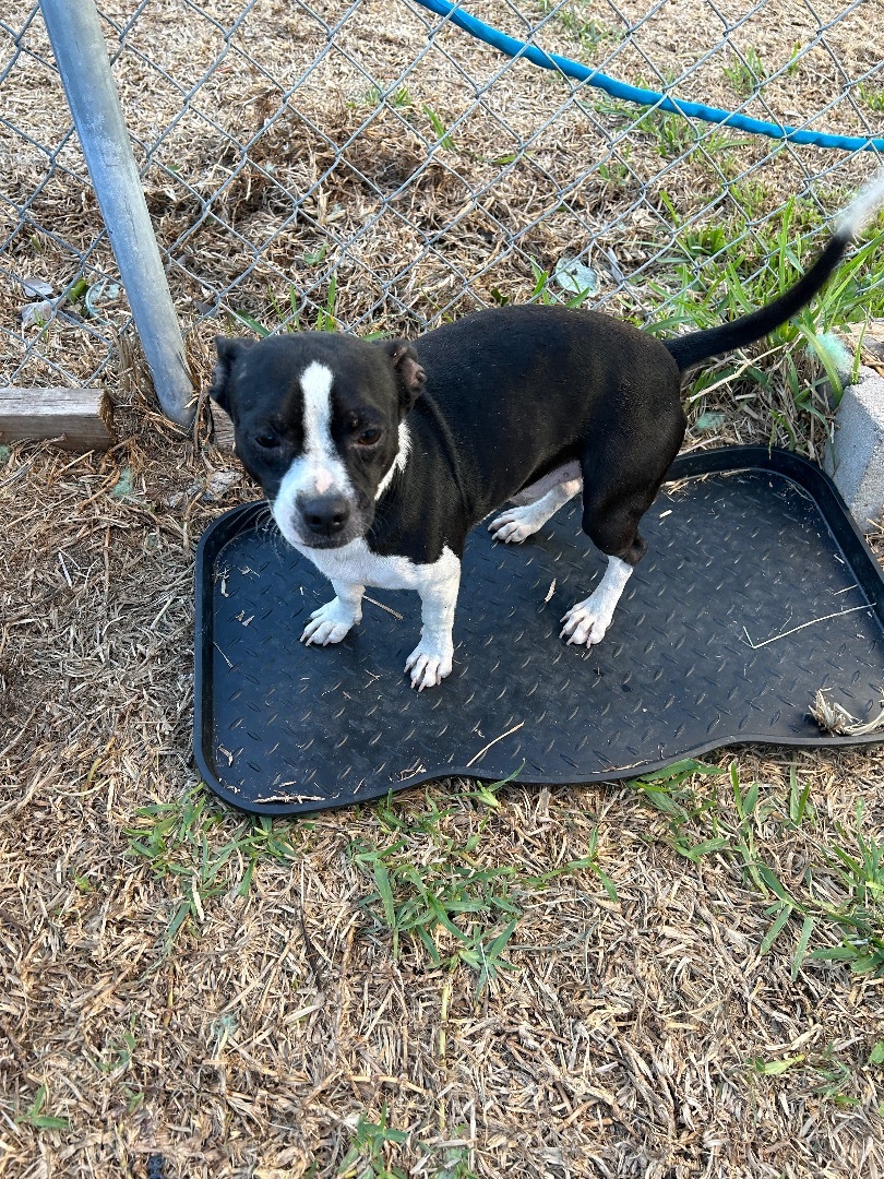 Stellan, a Adopted mixed breed in Harlingen, TX image 3/3