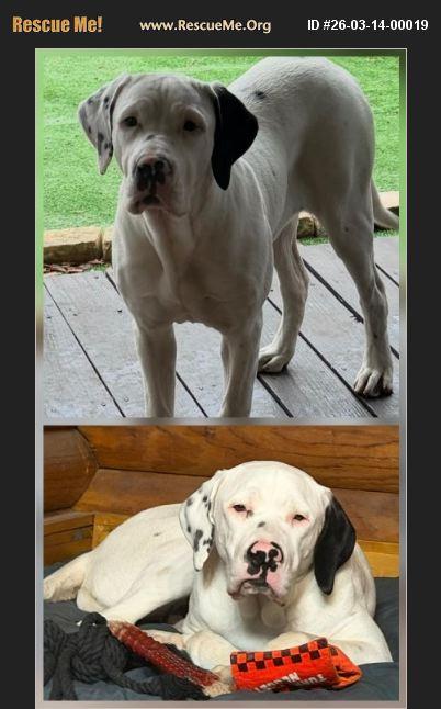 Chanel, ADOPTABLE, Puppy Female Fila Brasileiro & Cane Corso.