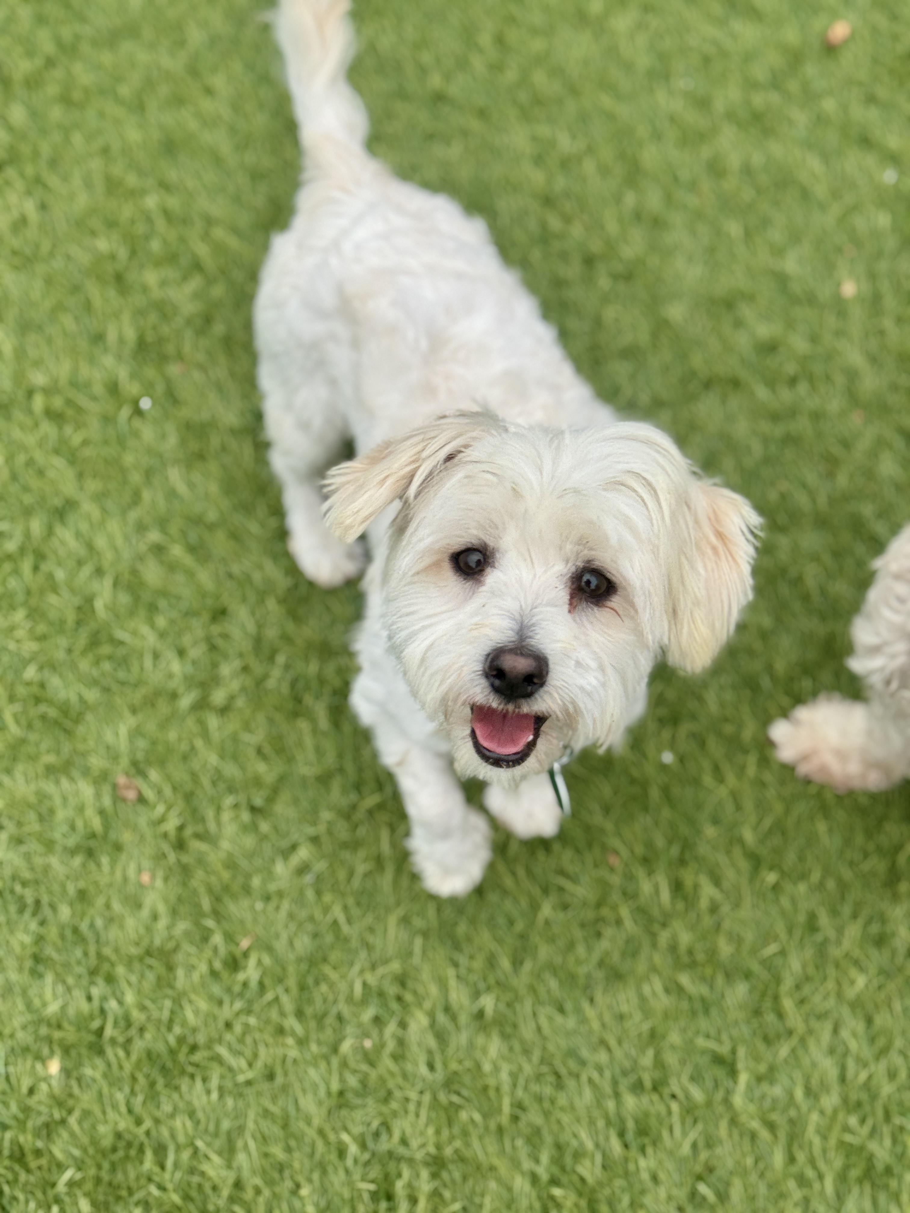Gizmo Maltipoo Dog