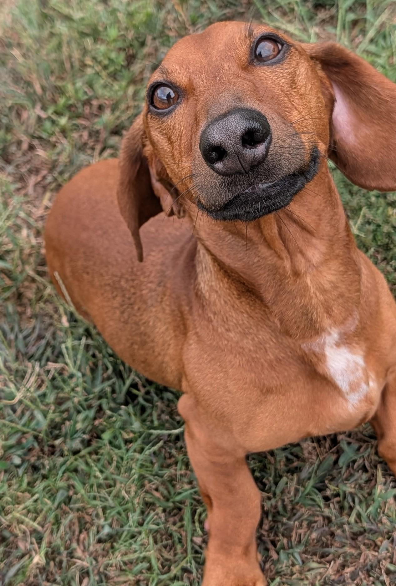 Enlarge Winston in LA, a Adoptable Dachshund in Keithville, LA image 3/6