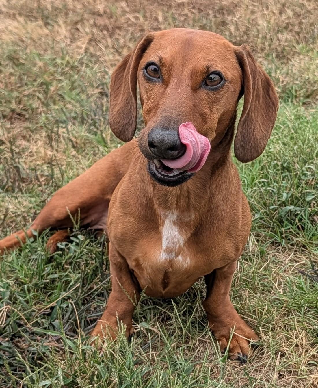 Enlarge Winston in LA, a Adoptable Dachshund in Keithville, LA image 6/6
