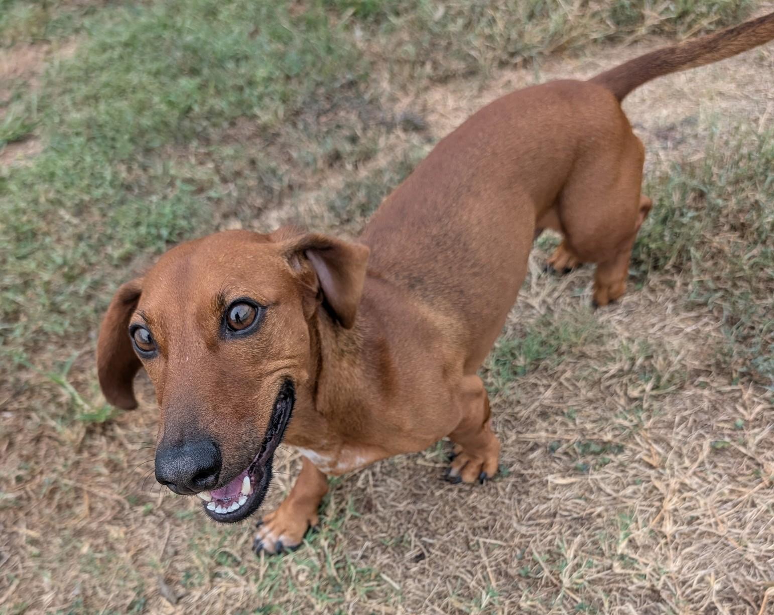 Enlarge Winston in LA, a Adoptable Dachshund in Keithville, LA image 5/6