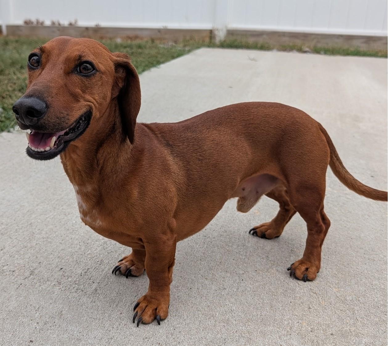 Enlarge Winston in LA, a Adoptable Dachshund in Keithville, LA image 4/6