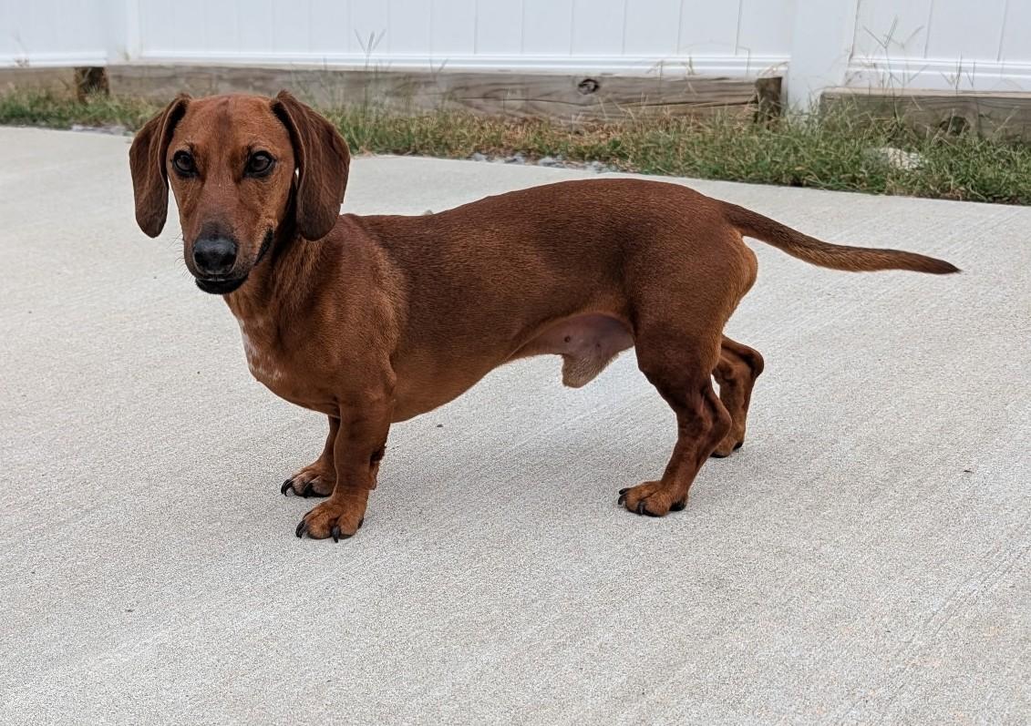 Enlarge Winston in LA, a Adoptable Dachshund in Keithville, LA image 2/6
