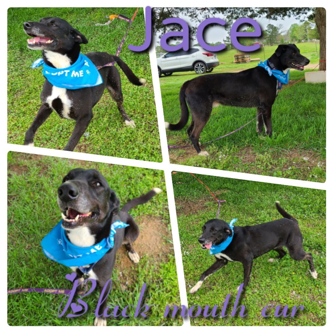 Jace, Adult Male unknown