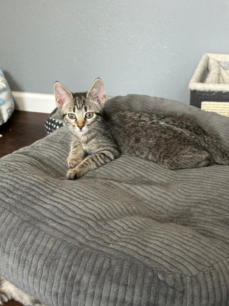 Deena, Adoptable, Young Female Domestic Short Hair.