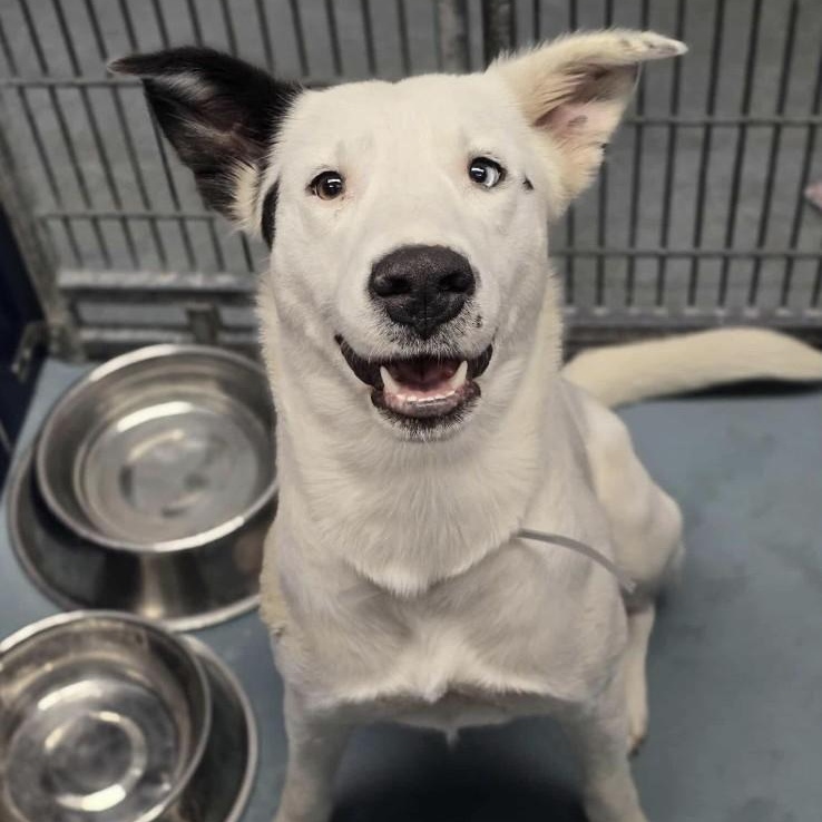 Enlarge Sabrina, a ADOPTABLE mixed breed in Fort Collins, CO image 4/6