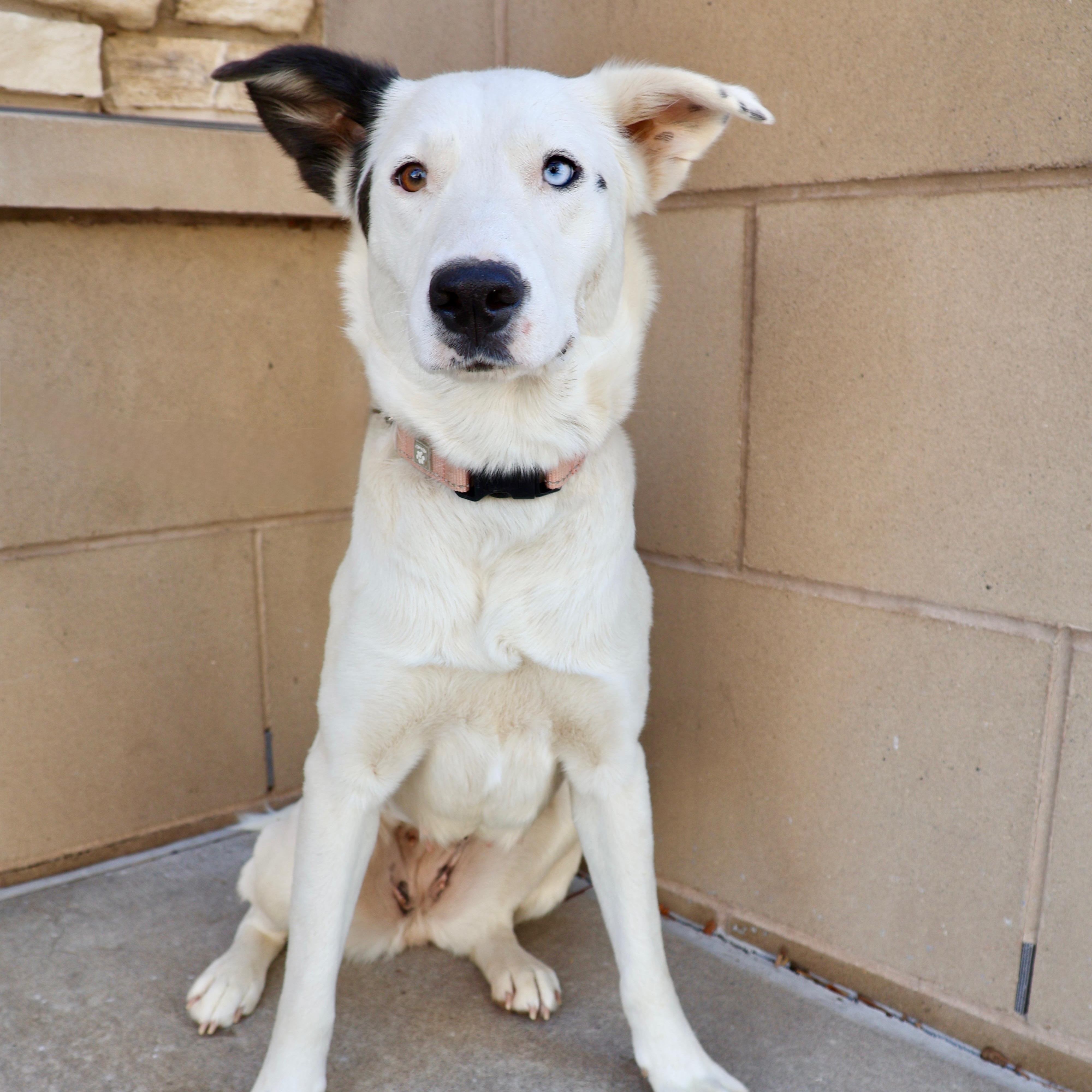 Enlarge Sabrina, a ADOPTABLE mixed breed in Fort Collins, CO image 1/6