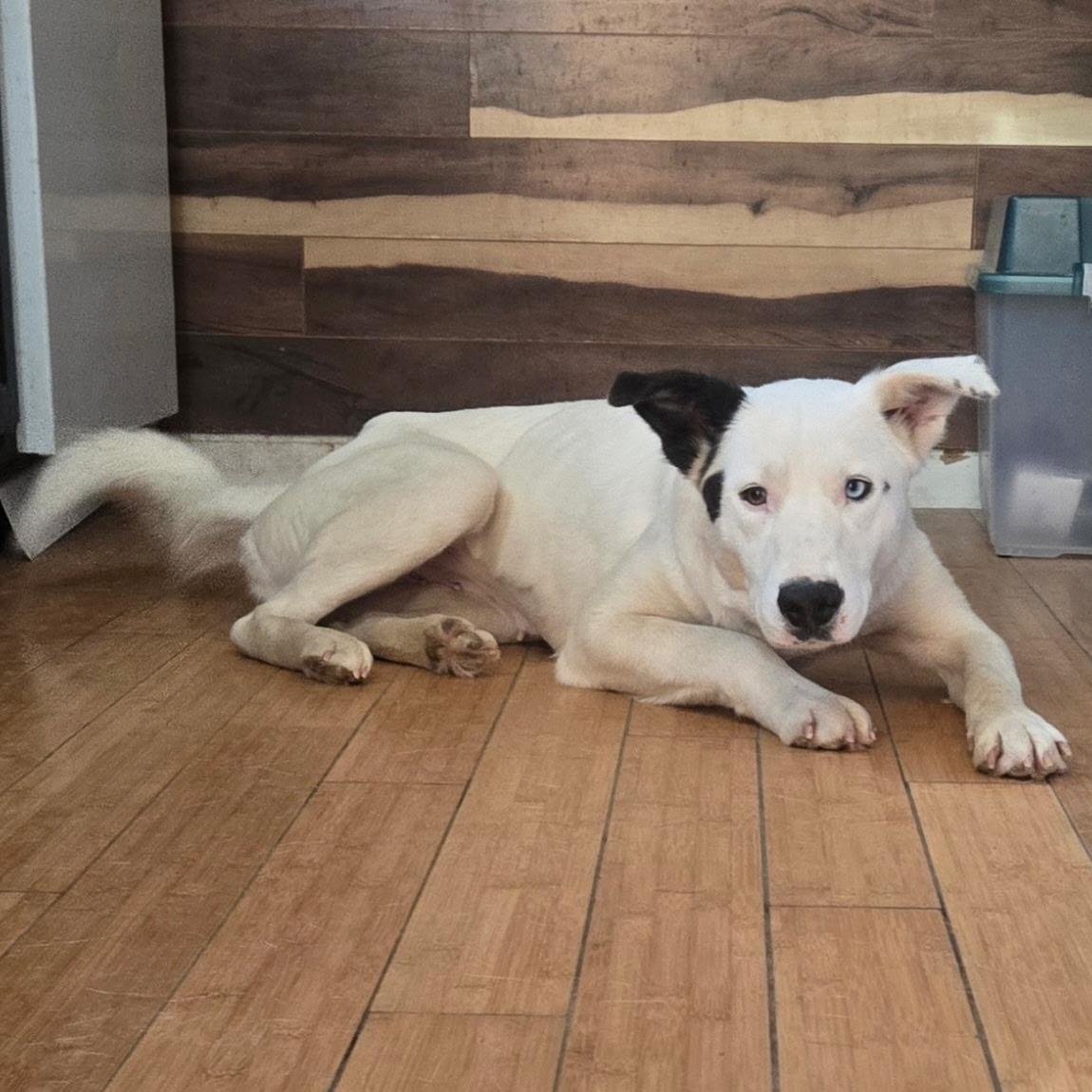 Enlarge Sabrina, a ADOPTABLE mixed breed in Fort Collins, CO image 2/6