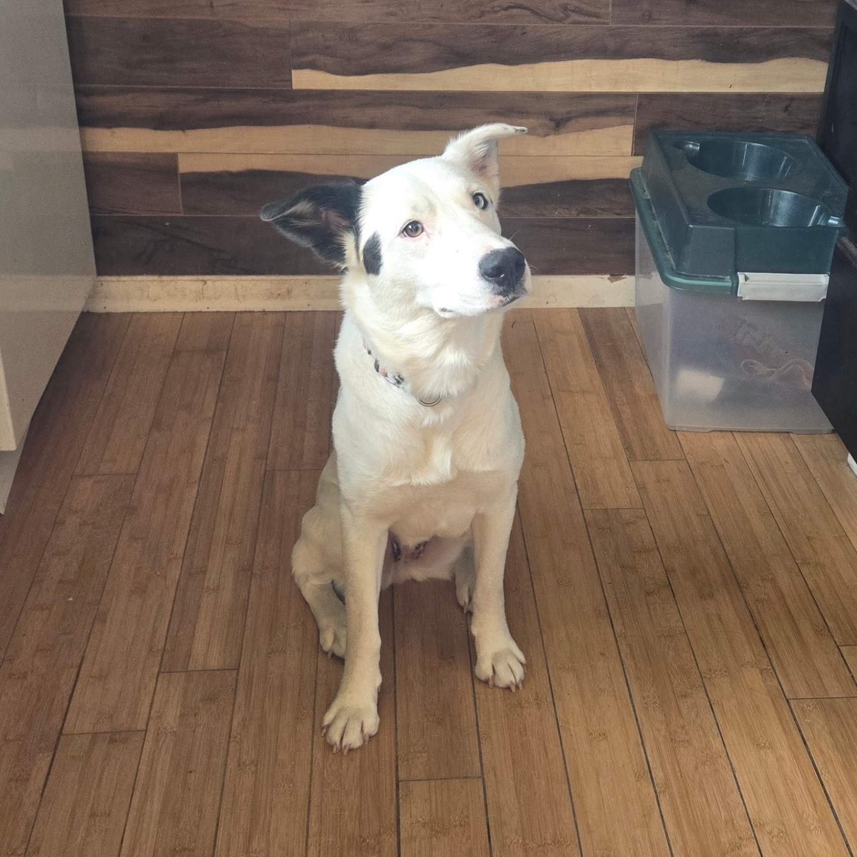 Enlarge Sabrina, a ADOPTABLE mixed breed in Fort Collins, CO image 5/6