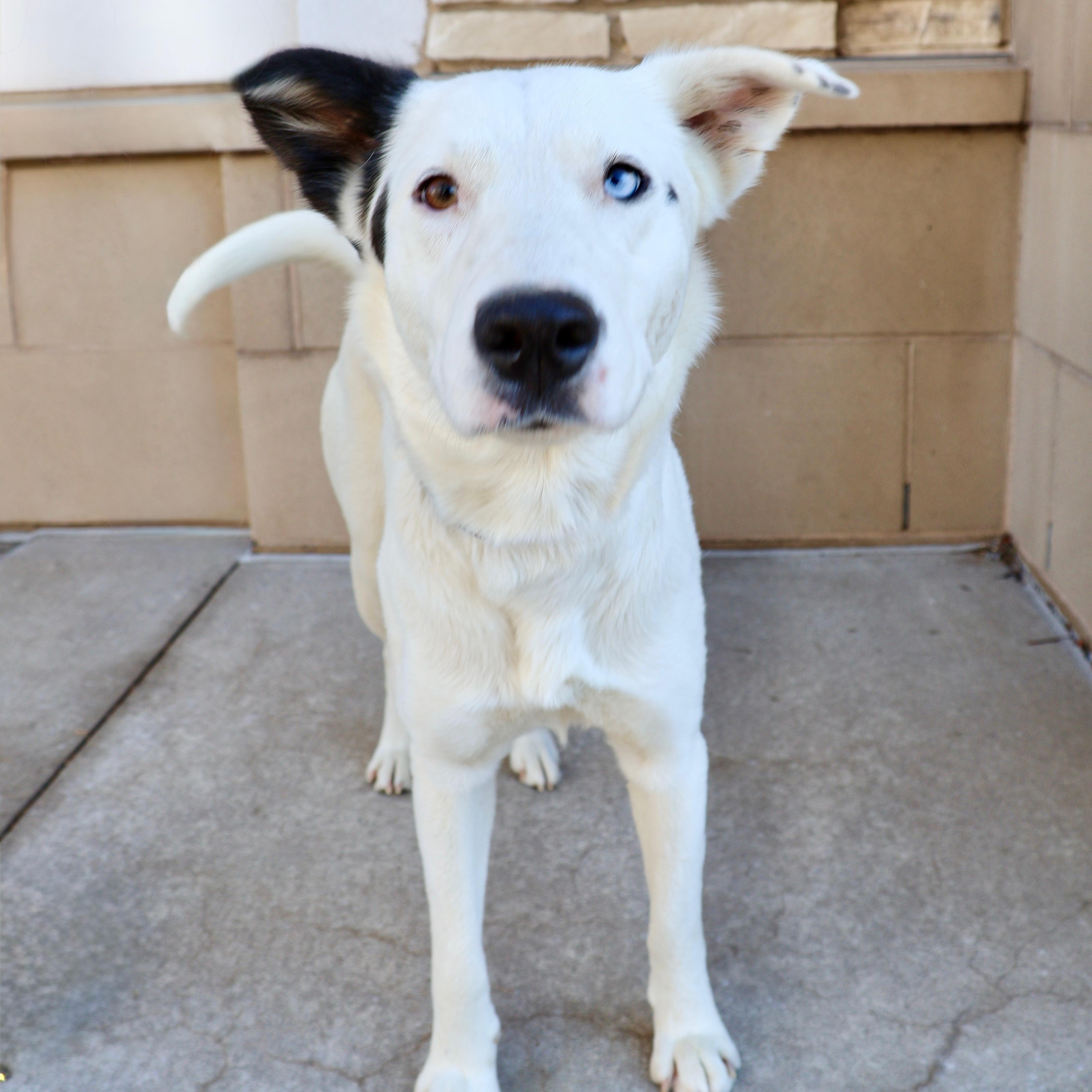 Enlarge Sabrina, a ADOPTABLE mixed breed in Fort Collins, CO image 3/6