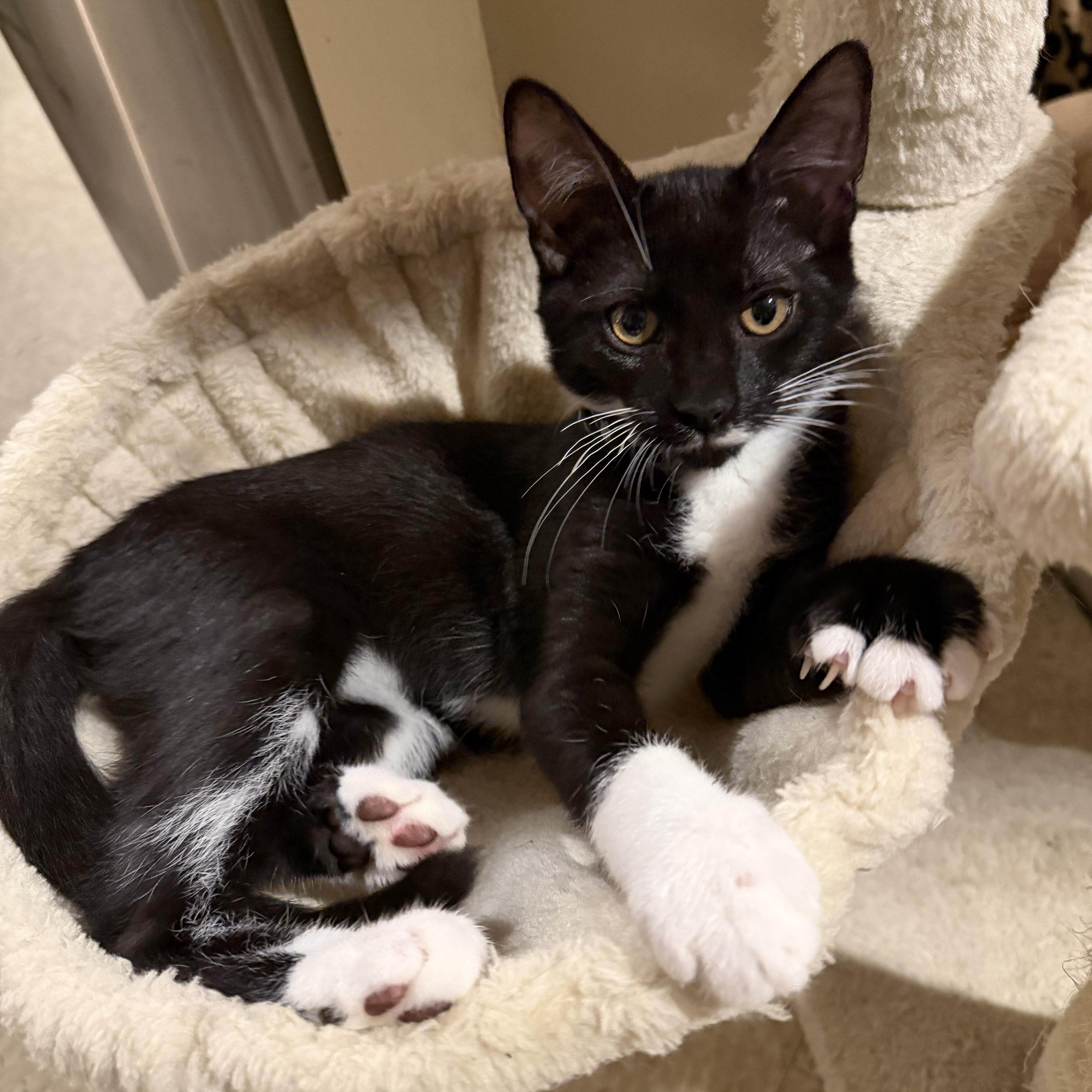 Enlarge Harry, a Adoptable Domestic Short Hair in Brentwood, NY image 2/4