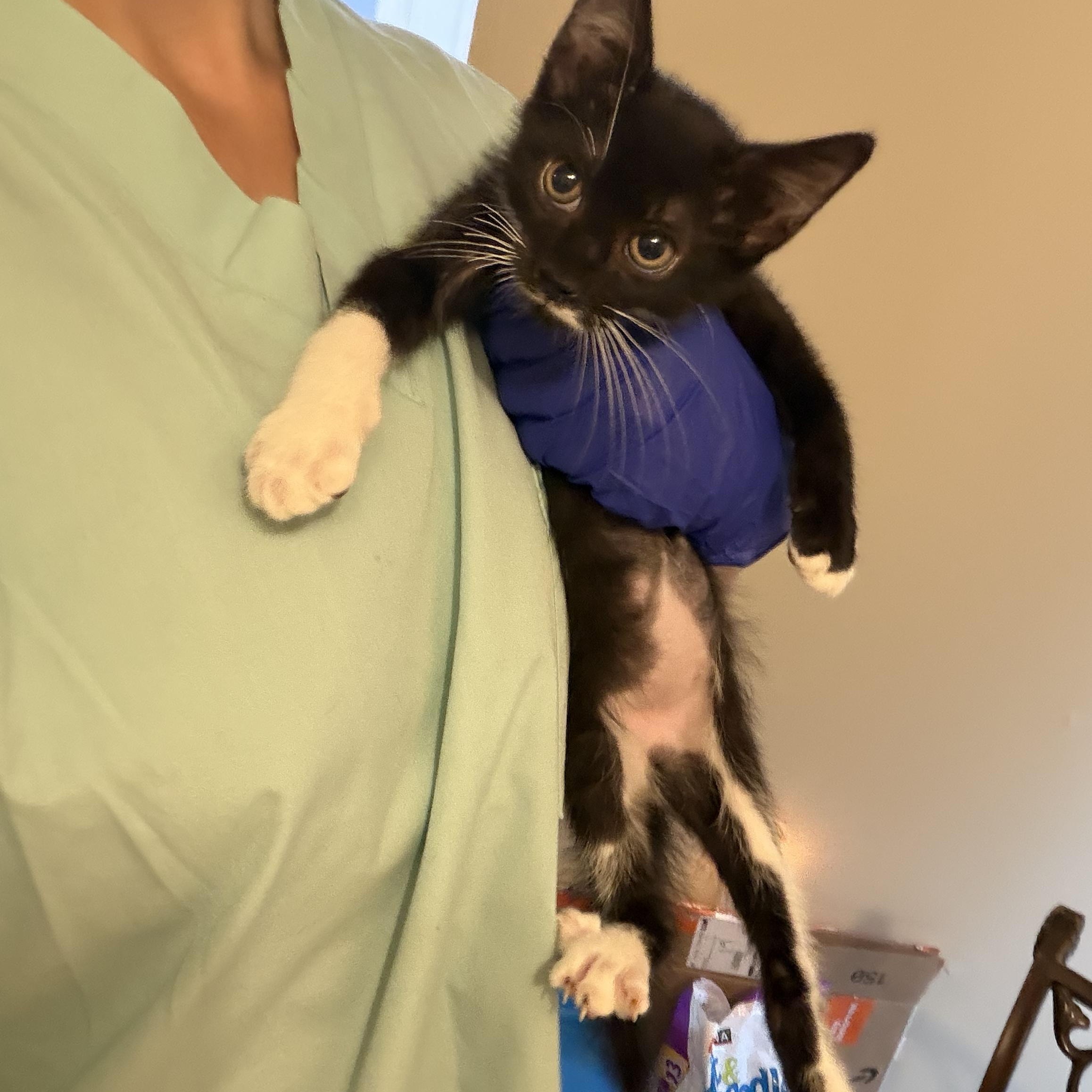 Enlarge Harry, a Adoptable Domestic Short Hair in Brentwood, NY image 4/4