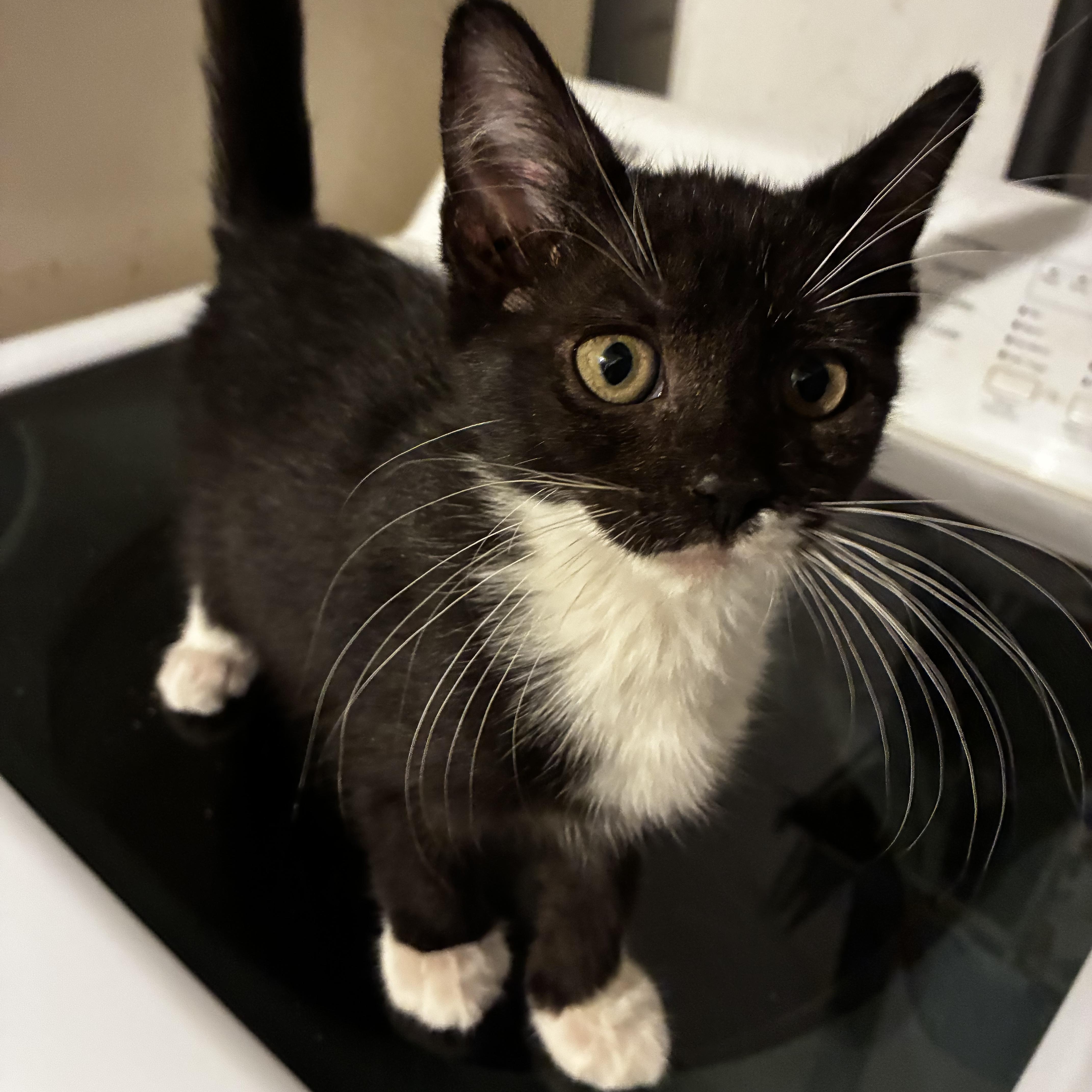 Enlarge Harry, a Adoptable Domestic Short Hair in Brentwood, NY image 3/4