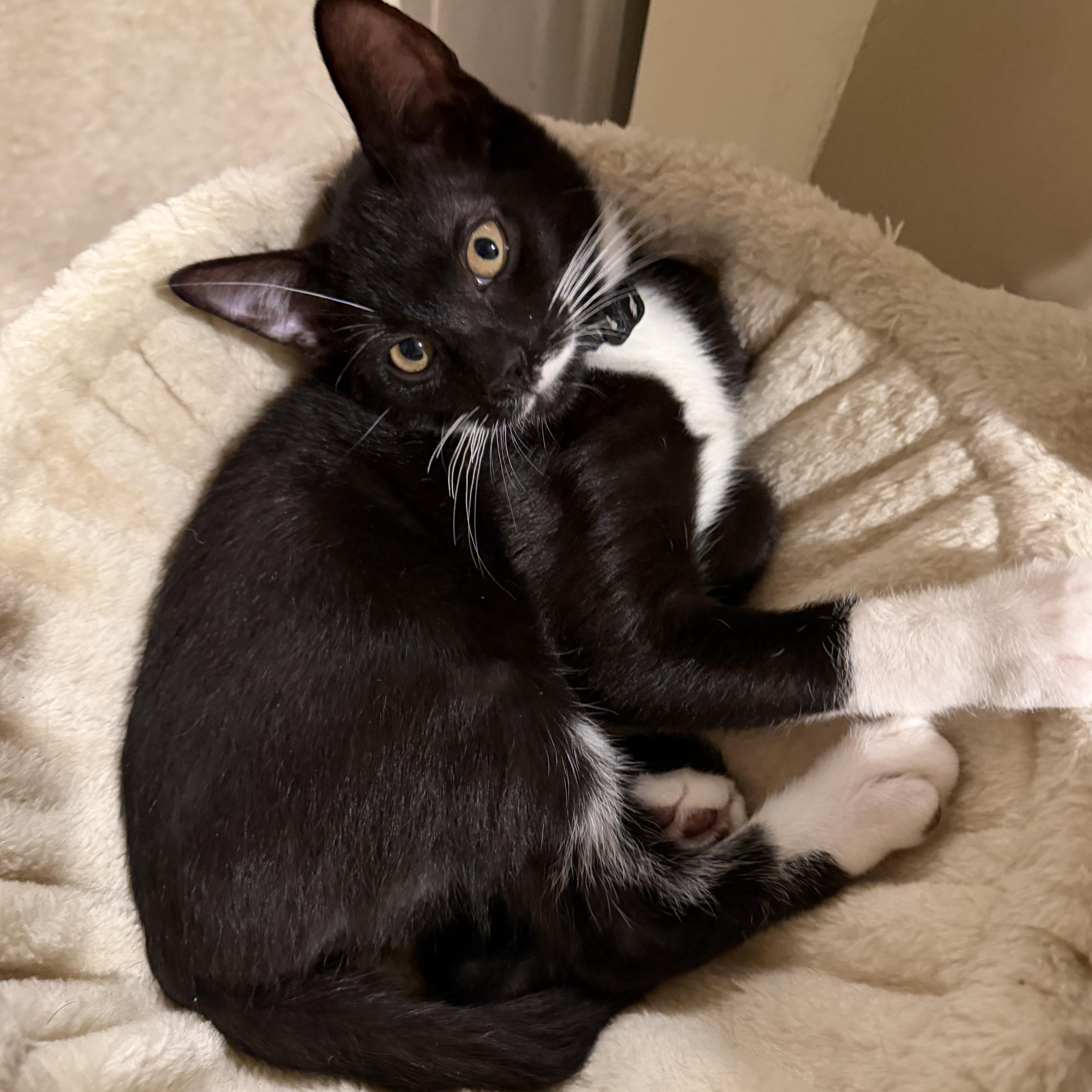 Harry, Adoptable, Kitten Male Domestic Short Hair.