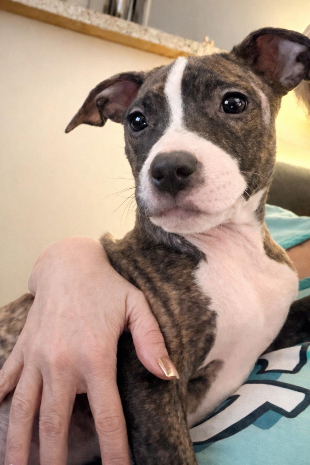 Enlarge Sidney, a ADOPTABLE mixed breed in Copiague, NY image 2/2